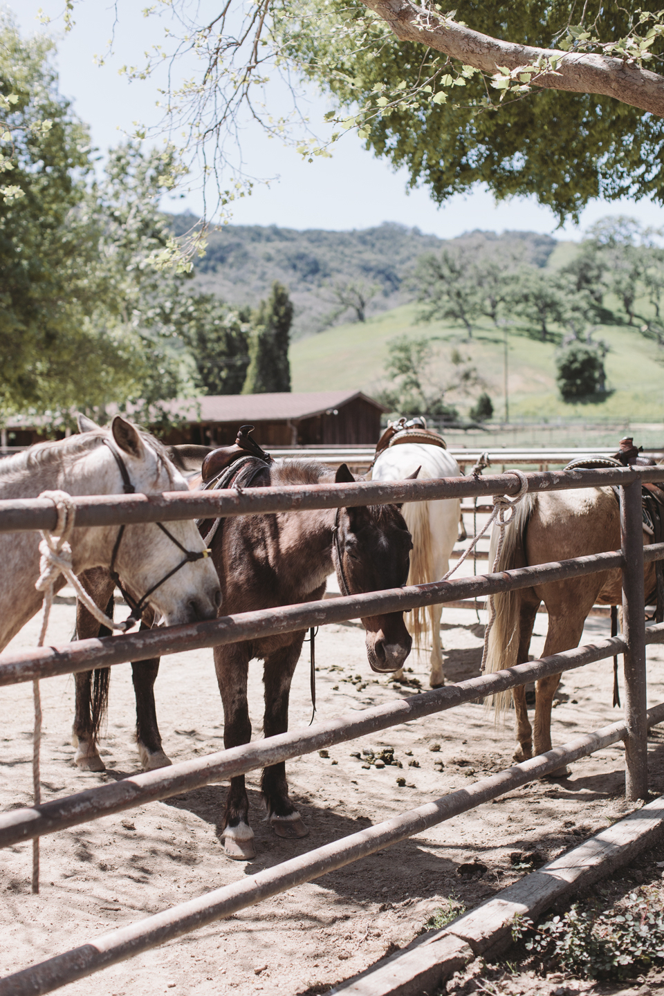 the perfect family getaway: alisal ranch in santa ynez