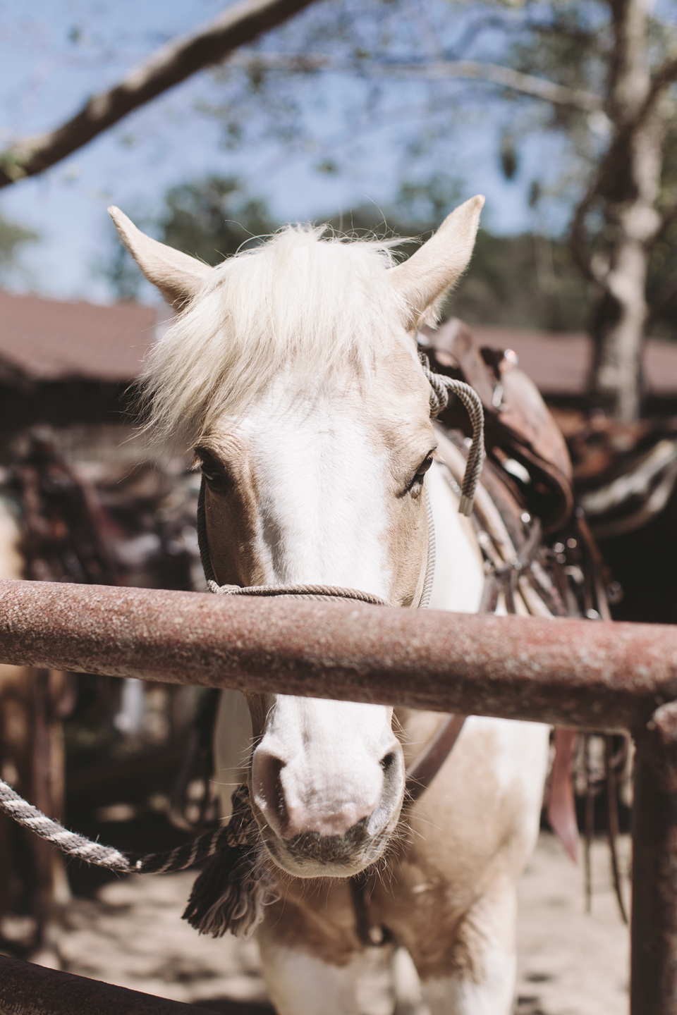 the perfect family getaway: alisal ranch in santa ynez