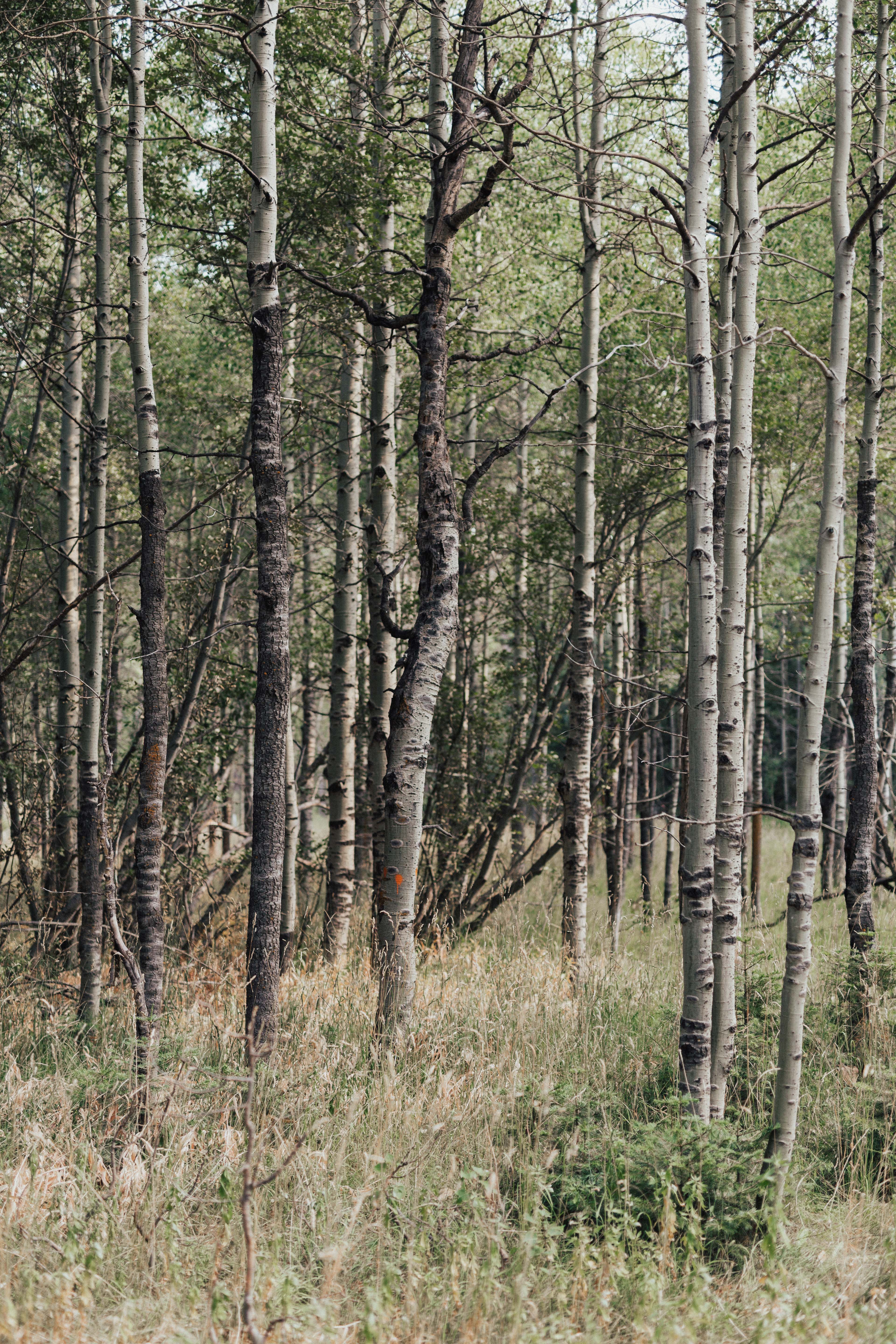 South Lake Tahoe Travel Guide