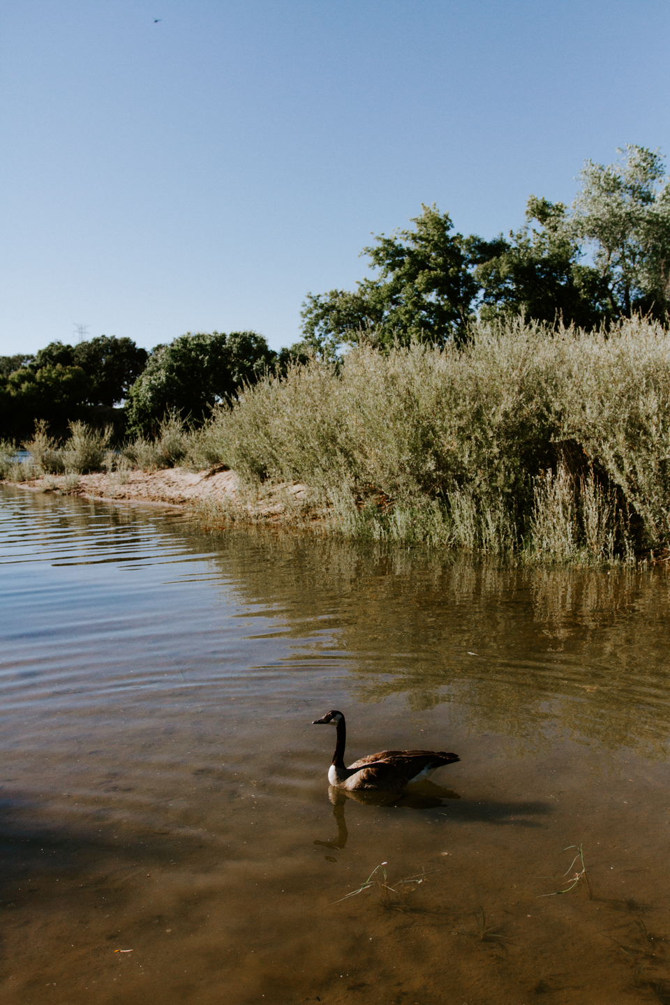 A natural bug repellent mixing lavender and lemon essential oils...