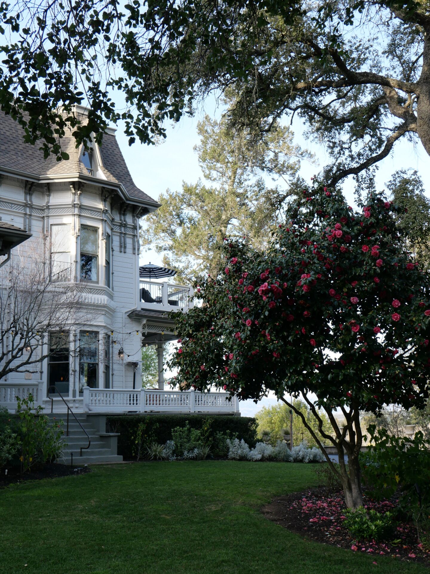 Exterior shot of The Madrona Inn in Healdsburg, a beautiful two-story white building with dark green shutters, surrounded by lush greenery, trees, and vineyards. The entrance is adorned with a large sign with the name of the inn and a beautiful flower arrangement on either side. A stone path leads up to the entrance, where two white rocking chairs invite guests to sit and enjoy the scenery.