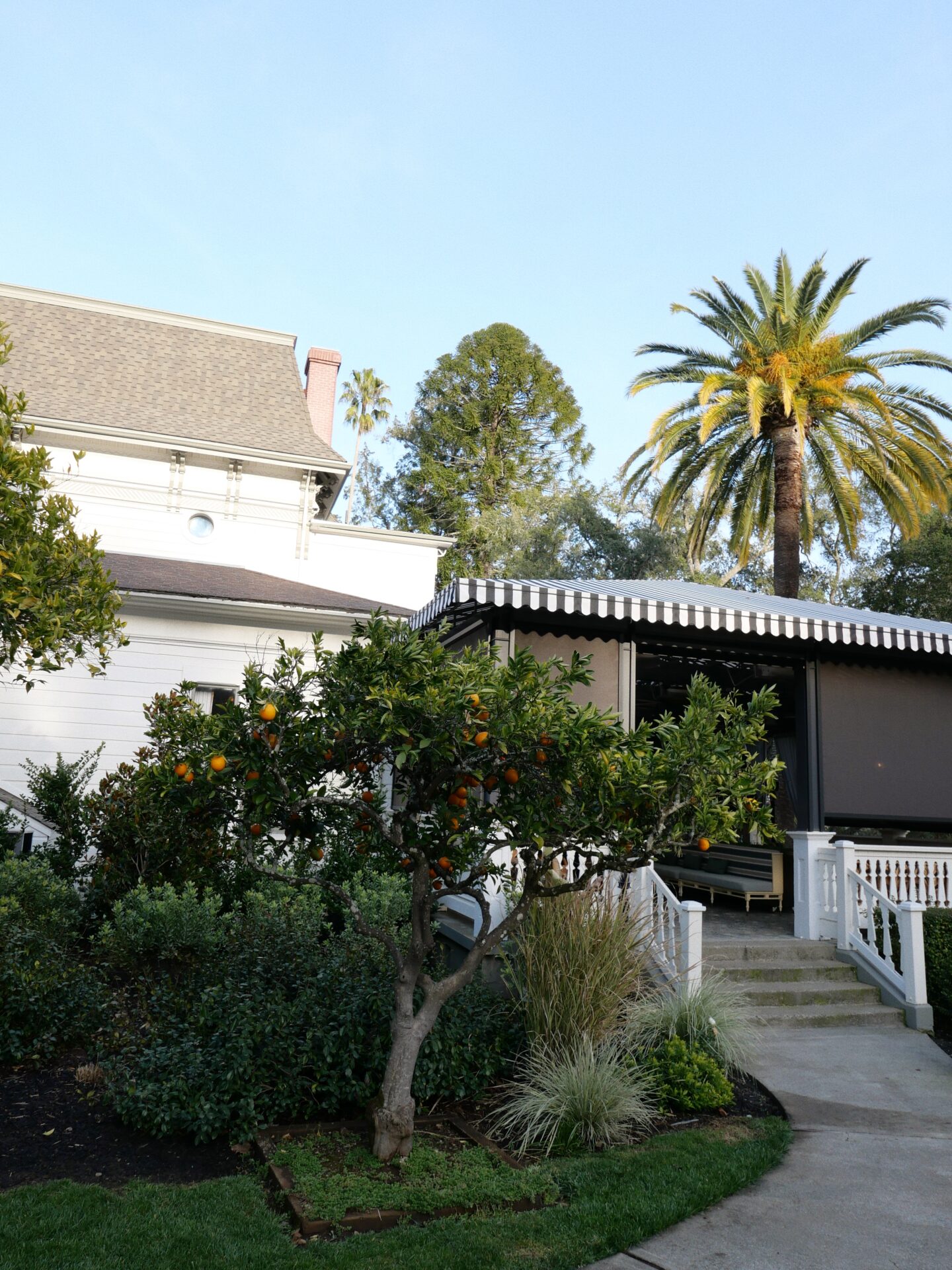 An image of the garden at The Madrona Inn in Healdsburg, featuring a well-manicured lawn surrounded by orange trees, shrubs, and flowers. 