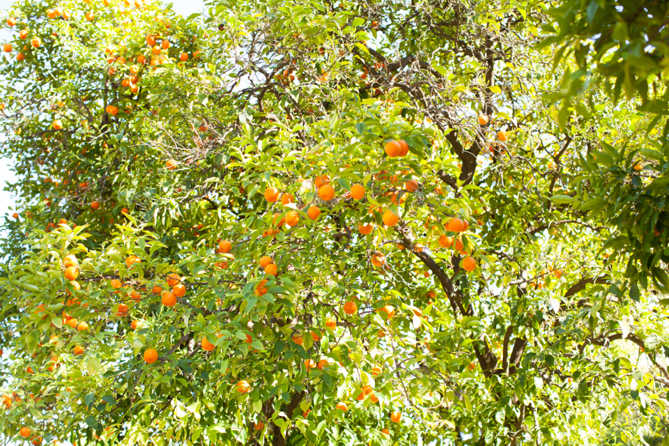 sacramento-california-citrus-trees