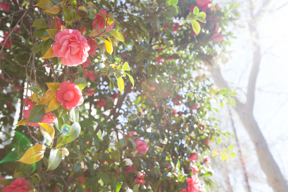 sacramento-california-pink-camellias