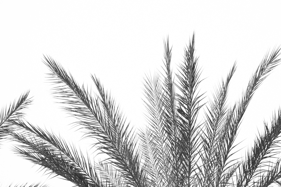 palm-springs-black-white-02